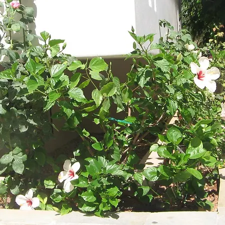 Aiolos Lejlighedshotel Naousa